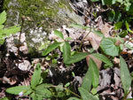 Dwarf Ginseng (Panax trifolius), leaf