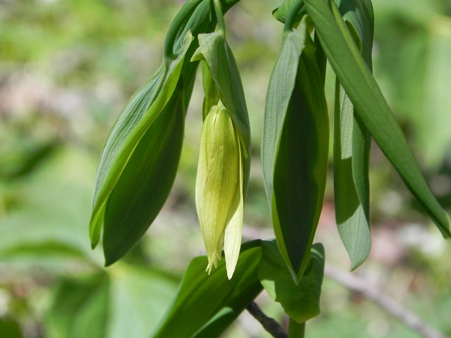 Large-Flowered Bellwort (Uvularia grandiflora)