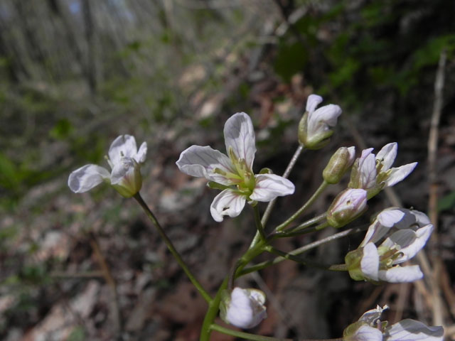 Two-Leaf Toothwort (Cardamine diphylla)