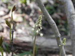 Foam Flower (Tiarella cordifolia), bud