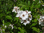 Multiflora Rose (Rosa multiflora), flower