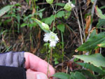 Starry Campion (Silene stellata), flower