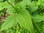 Carpenter's Square (Scrophularia marilandica), leaf