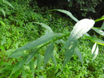 Sneezeweed (Helenium autumnale), leaf