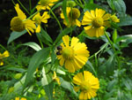 Sneezeweed (Helenium autumnale), flower