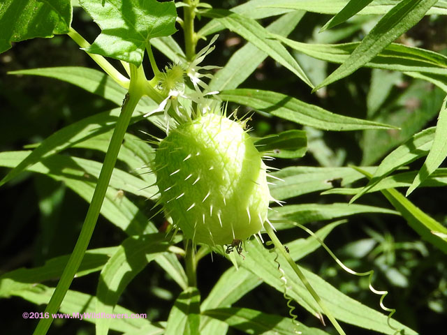Bur Cucumber (Echinocystis lobata)