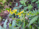 Agrimony (Agrimonia gryposepala), flower