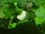 Appendaged Waterleaf (Hydrophyllum appendiculatum), flower