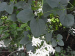 Sweet Autumn Clematis (Clematis terniflora), leaf