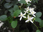 Sweet Autumn Clematis (Clematis terniflora), flower