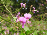 Hoary Tick-Trefoil (Desmodium canescens), flower