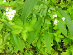 Flowering Spurge (Euphorbia corollata L.), flower