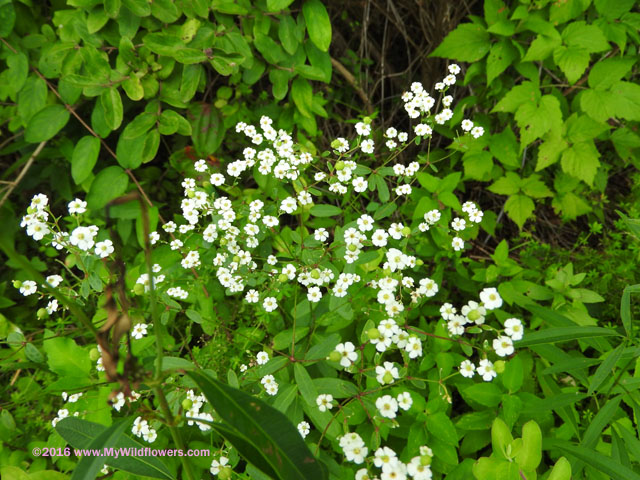 Flowering Spurge (Euphorbia corollata L.)
