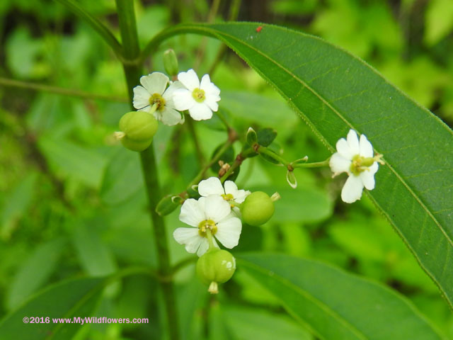 Flowering Spurge (Euphorbia corollata L.)