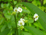 Flowering Spurge (Euphorbia corollata L.), tech