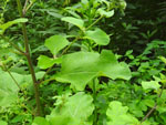 Great Burdock (Arctium lappa), leaf