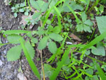 Beaked Agrimony (Agrimonia rostellata), leaf