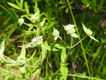 Virginia Mountain Mint (Pycnanthemum virginianum), tech
