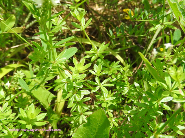 Marsh Bedstraw (Galium palustre)