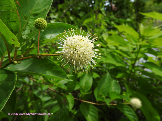 Button Bush (Cephalanthus occidentalis)