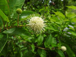 Button Bush (Cephalanthus occidentalis), flower