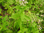 Wood Sage (Teucrium canadense), leaf