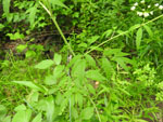 Spotted Cowbane (Cicuta maculata), leaf