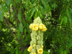 Common Mullein (Verbascum thapsus L.), flower