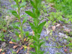 Roadside Pennycress (Thlaspi alliaceum), leaf