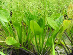 Small Water Plantain (Alisma subcordatum), leaf