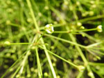 Small Water Plantain (Alisma subcordatum), flower