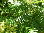 Smooth Sumac (Rhus glabra), leaf