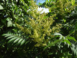 Smooth Sumac (Rhus glabra), flower