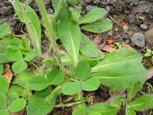 Large Mouse-Ear Hawkweed (Hieracium flagellare)