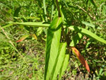 Swamp Milkweed (Asclepias incarnata), leaf