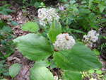 New Jersey Tea (Ceanothus americanus), leaf