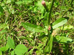 Chicory (Cichorium intybus), leaf