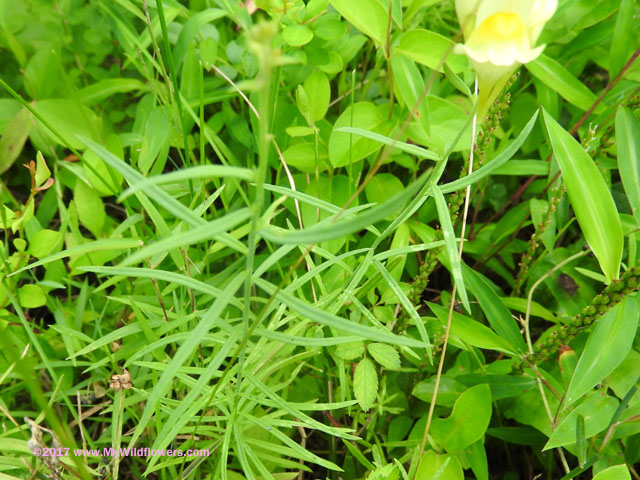 Butter and Eggs (Linaria vulgaris)