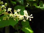 Pokeweed (Phytolacca), flower