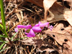 Fringed Polygala (Polygala paucifola), flower