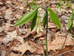 Sessile Bellwort (Uvularia sessilifolia), flower