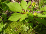 Blisterwort (Ranunculus recurvatus), leaf