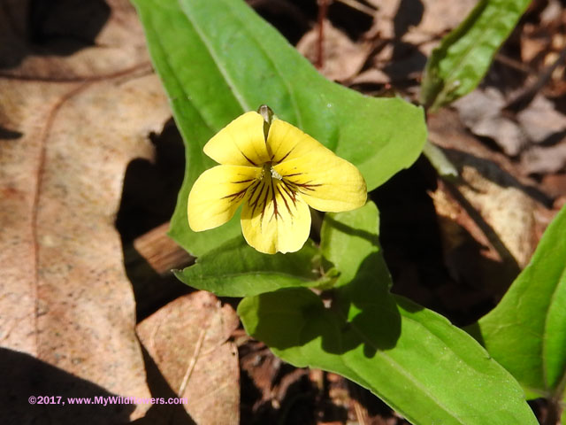 Halberd-Leaved Violet (Viola hastata)