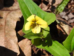 Halberd-Leaved Violet (Viola hastata), flower