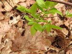 Lowbush Blueberry (Vaccinium angustifolium), leaf