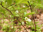 Lowbush Blueberry (Vaccinium angustifolium), flower