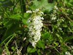 Bugle (Ajuga reptans), flower