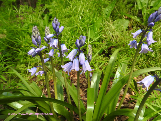 Spanish Bluebells (Hyacinthoides hispanica)