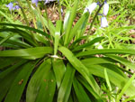 Spanish Bluebells (Hyacinthoides hispanica), leaf