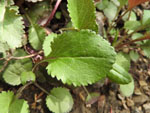Roundleaf Ragwort (Senecio obovatus), leaf